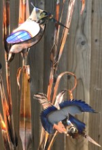 s. Twin Kingfisher close up.jpg
